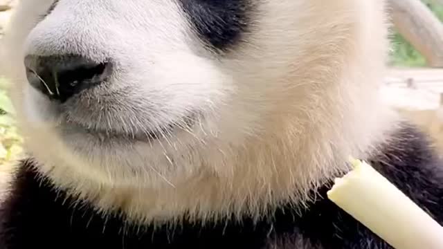 Eat eat ~ # Fuxing # what do magical animals eat