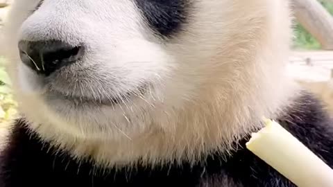 Eat eat ~ # Fuxing # what do magical animals eat