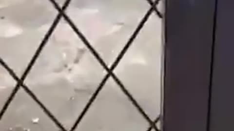 Cat and Dog