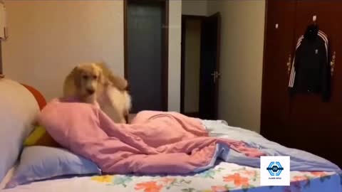 Funny dogs videos of all time that make you laugh out loud