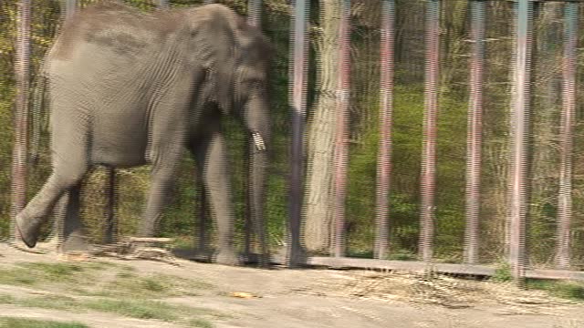 Elephant walk.