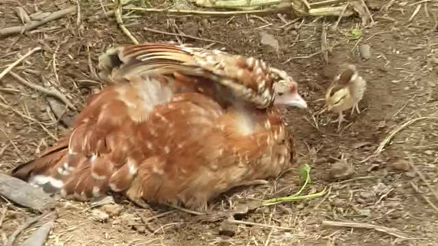 Chicken & Her Chick Sand Bathing