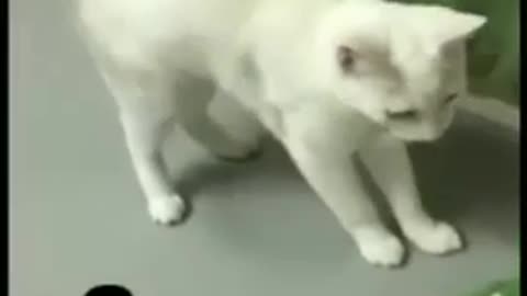 Funny cat video. 🐈😺