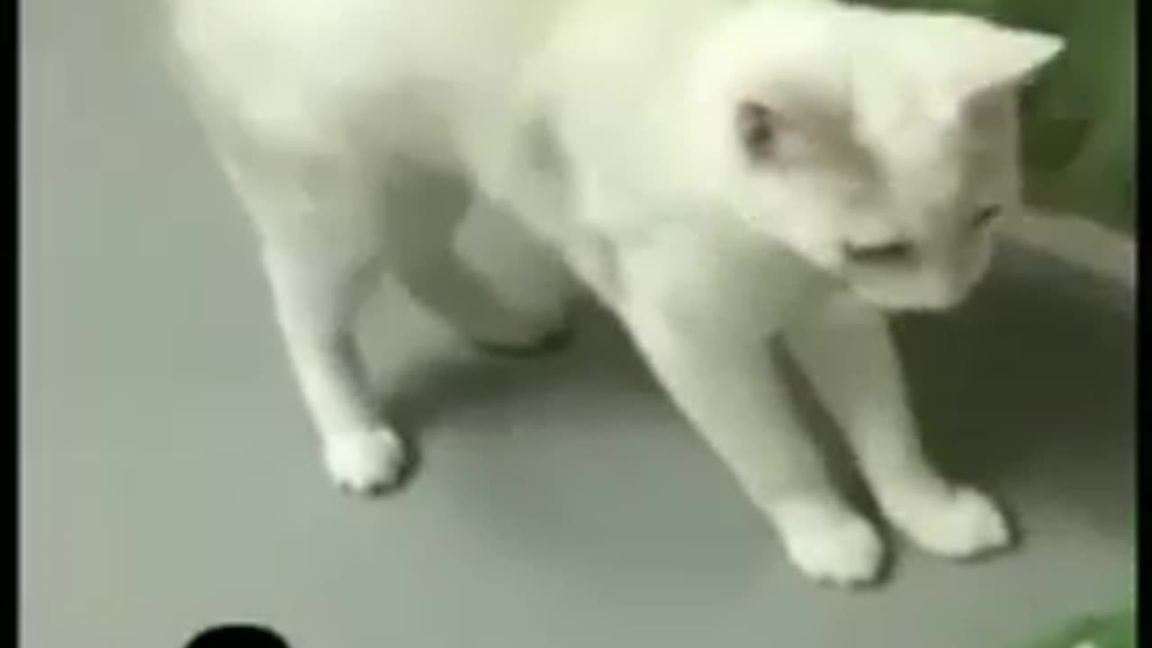 Funny cat video. 🐈😺