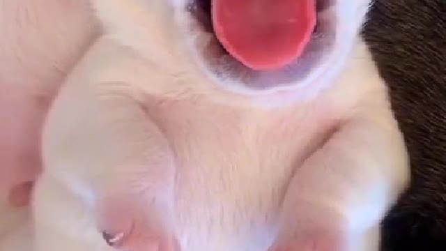 Puppies don't care about words like licking dogs