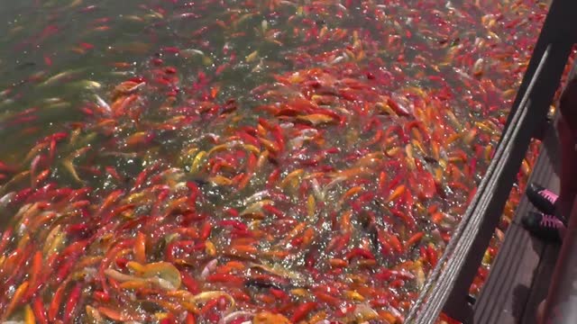 OMG!A Tornado of Fish