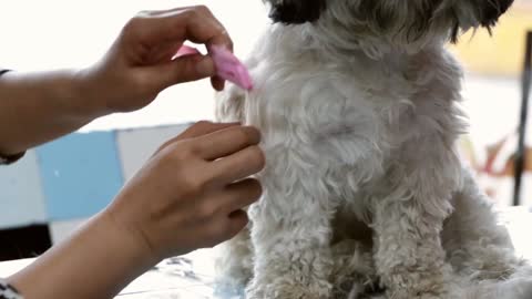 human hand grooming her dog