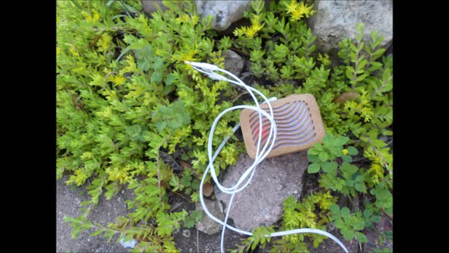 Gold Moss Stringy Stonecrop June 2021