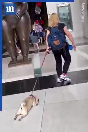 Lazy pug refuses to walk at New York shopping mall