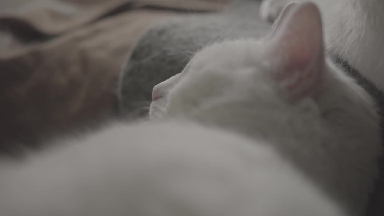 Cat Sleep Pet Cozyness 1