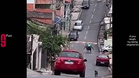 funny video