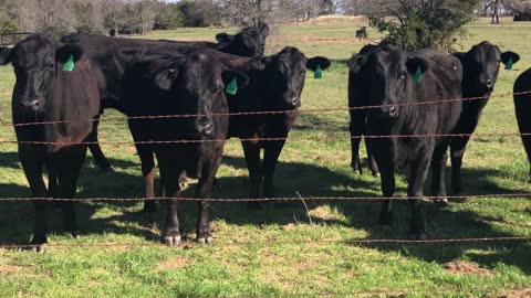 Uniform gentle high quality Angus+