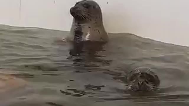 Seal catching food and clapping