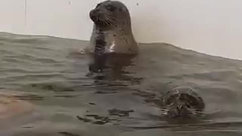 Seal catching food and clapping