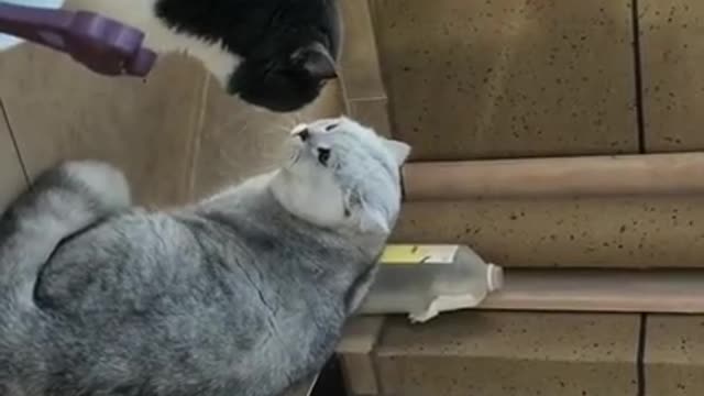 cats falling into a fight.