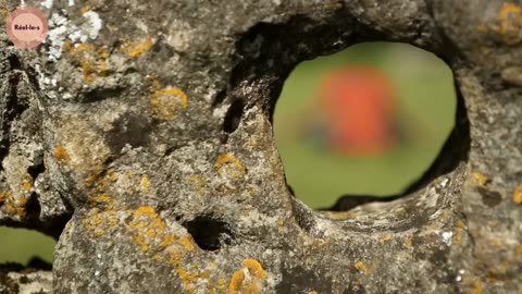 Les Mégalithes Témoins du Passé, Énigmes du Présent Réel·le·s ÉPISODE 2