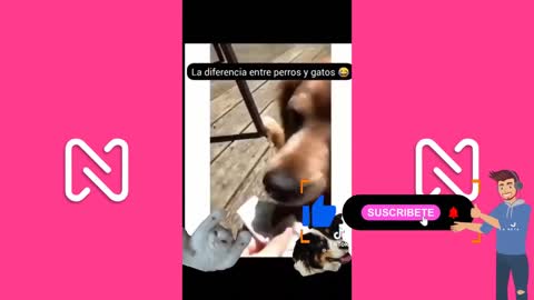 Funny animals compilation - TIKTOK #3