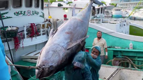 Big Fish Cutting