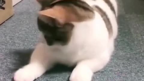 Funniest animals 2023 🐱