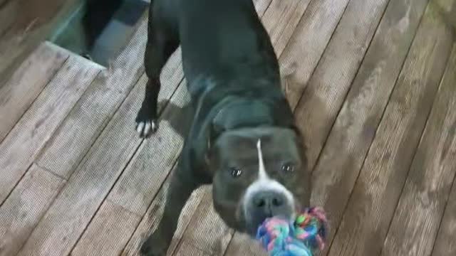 Power of american bully