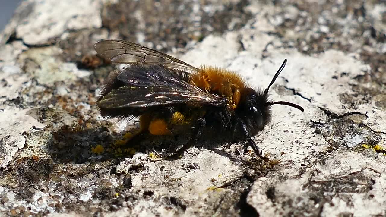 A Beautiful Bee