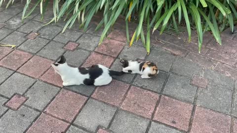 Lindos gatinhos brincando