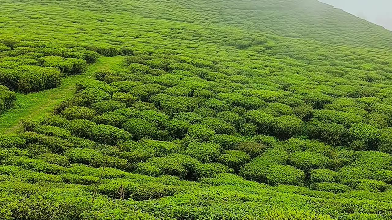 Temi tea garden, gangtok