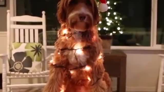 Funny and smart dog 11