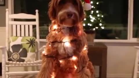 Funny and smart dog 11