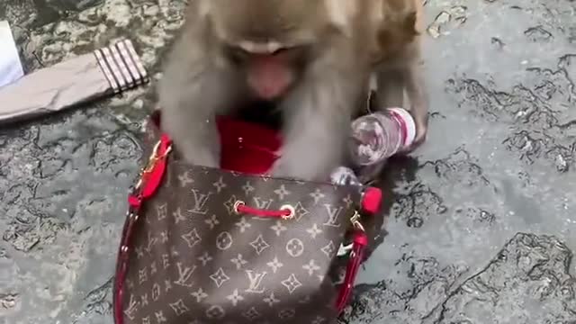Funny Monkey robbery
