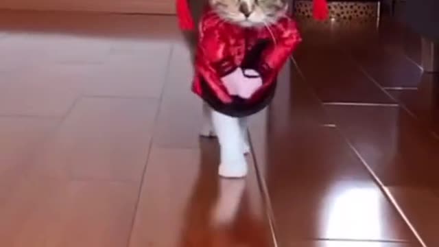 Funniest Cats 😹