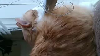A cat head rest