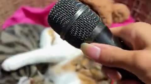 Funniest cats and dogs,