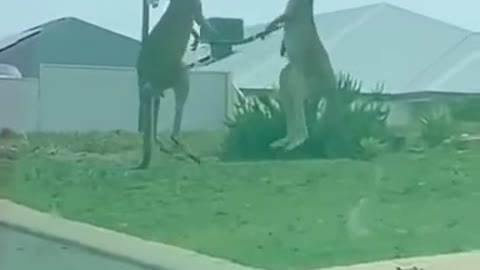 Australian showdown between kangaroos