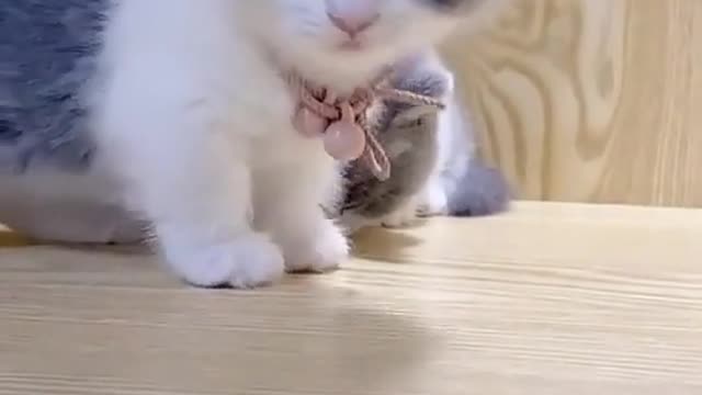 Funny cat playing video