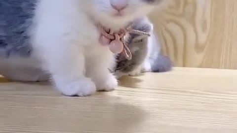 Funny cat playing video