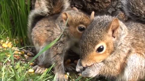 Sweet,cute squirrels
