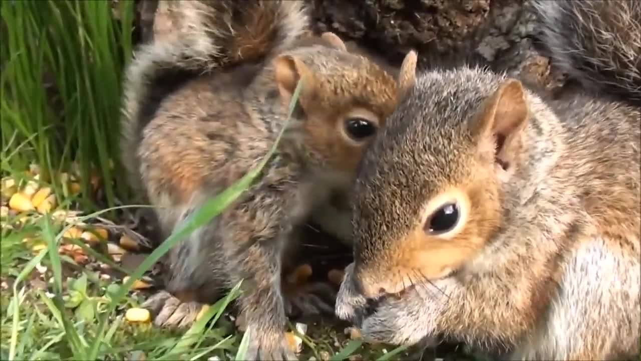 Sweet,cute squirrels
