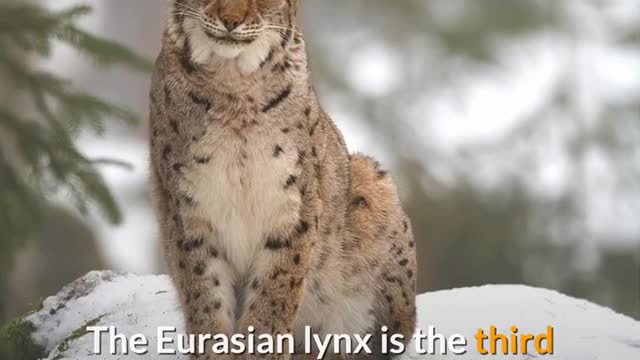 Kinds of Red Lynx (lynx rufus)