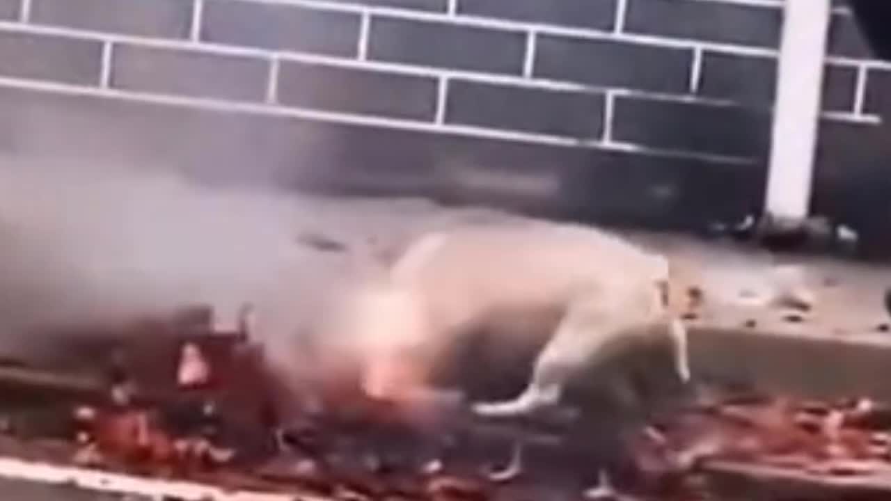 Brave dog playing with firecrackers