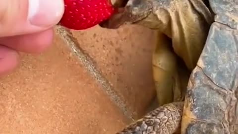 Cute Animals | Funny Animal Videos | Cute Animal Videos | So Cute Turtle 30 😘 #shorts