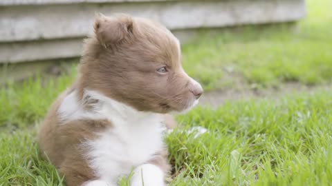 A cute little puppy sleeps on grass, then wakes up - closeup