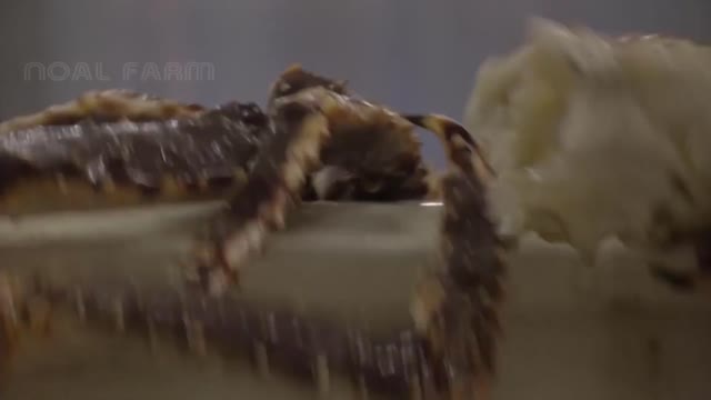 How Fisherman Earn Millions $ from King Crab Catching