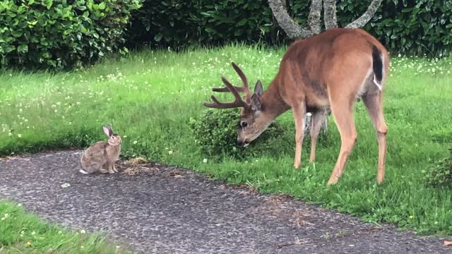 Deer and Rabbit Frolic Together in the Garden