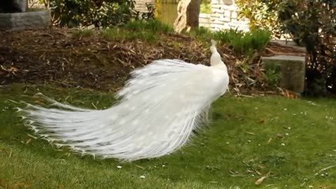 White peacock in garden