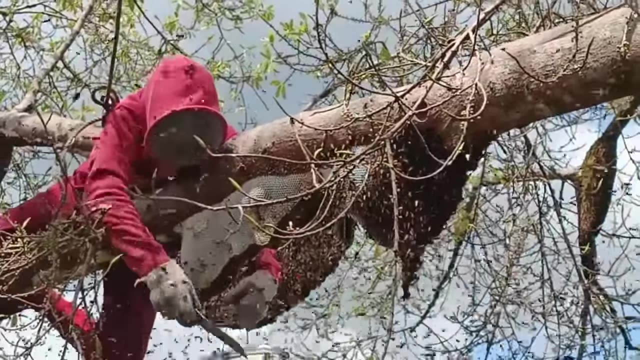 Big harvest this season. #honey #original #forest #pelalawan #riau