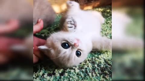 Baby Cats Cute and Funny Videos