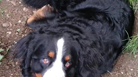 Proud Bernese Mountain Dog in the huge hole he made