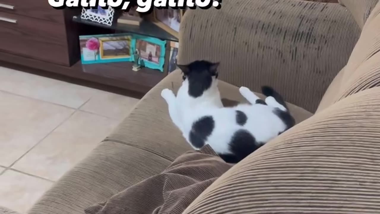 Gato alemãou