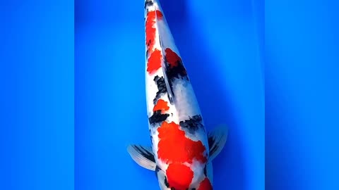 koi fish whose price is fantastic